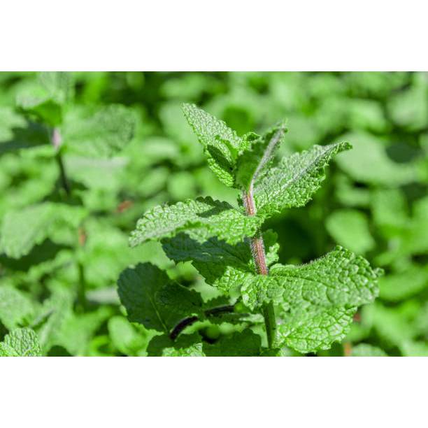 KEBUN PETANI BENIH TANAMAN LEMON BALM