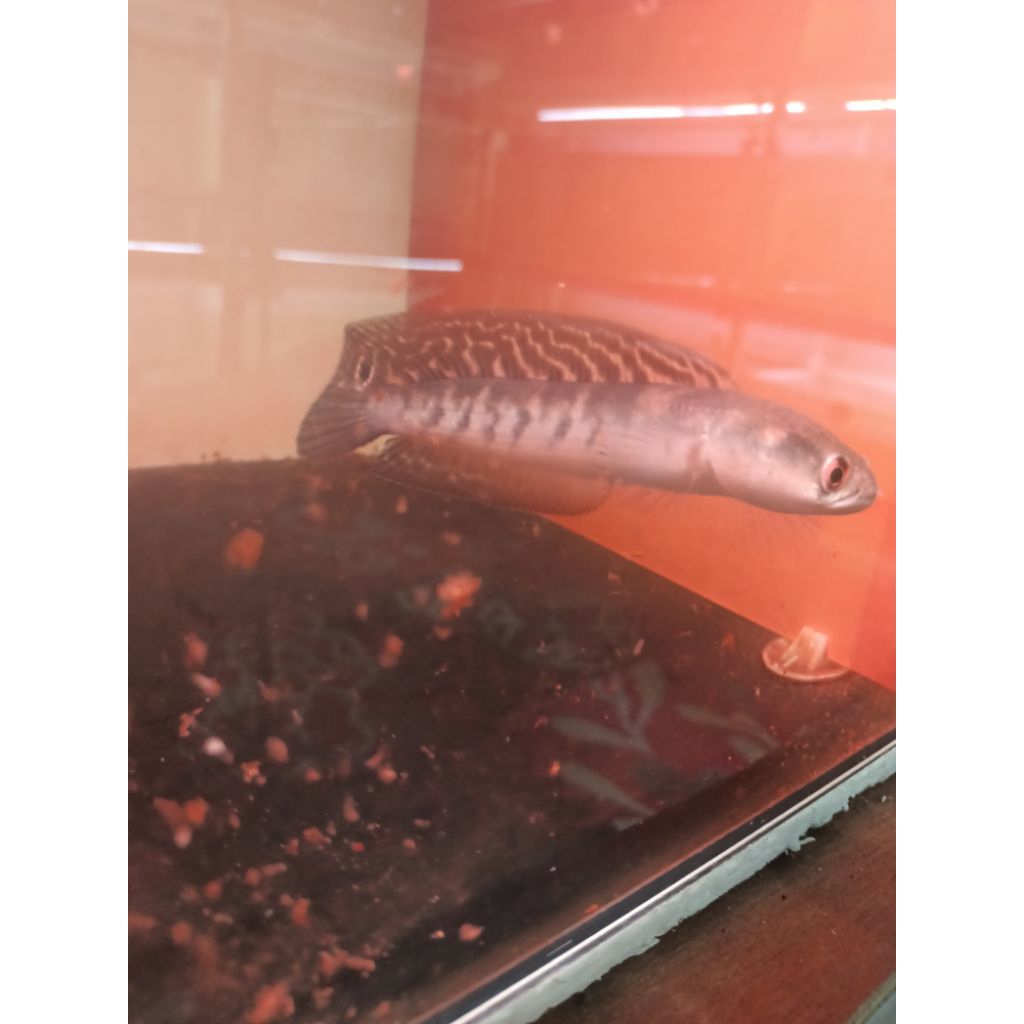 ys batik singgle 15-17cm