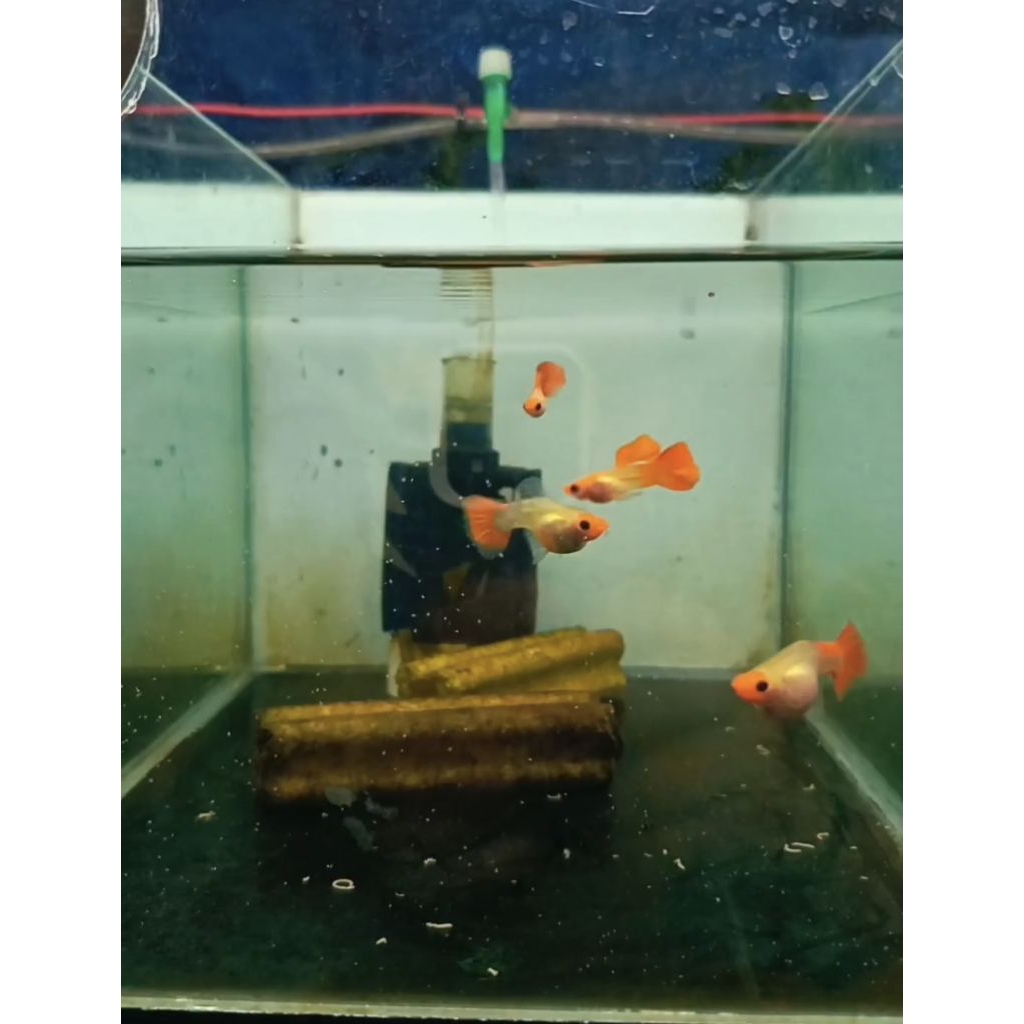 Obat Ikan -Ss Blonde Koi Sb Gb