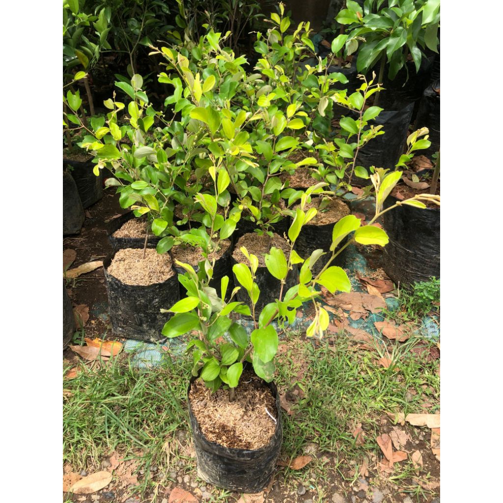 Bibit Apel Futsa Berbunga Putsa Bidara India apel india okulasi