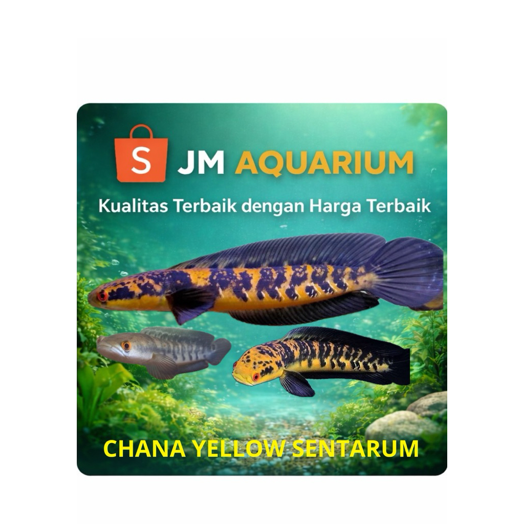 (INSTAN) Chana yellow sentarum 8-10cm bahan progres batik