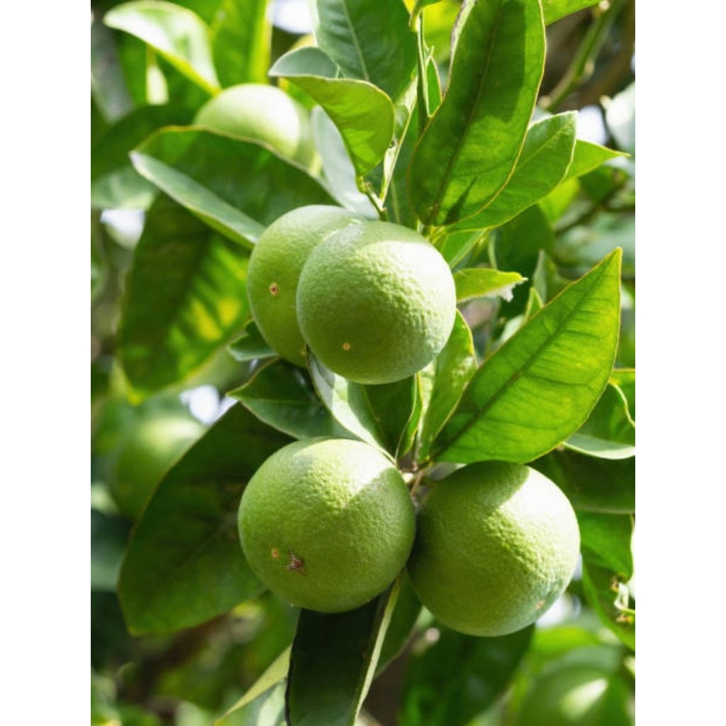 TANAMAN JERUK NIPIS/BIBIT JERUK NIPIS/OKULASI CEPAT BERBUAH