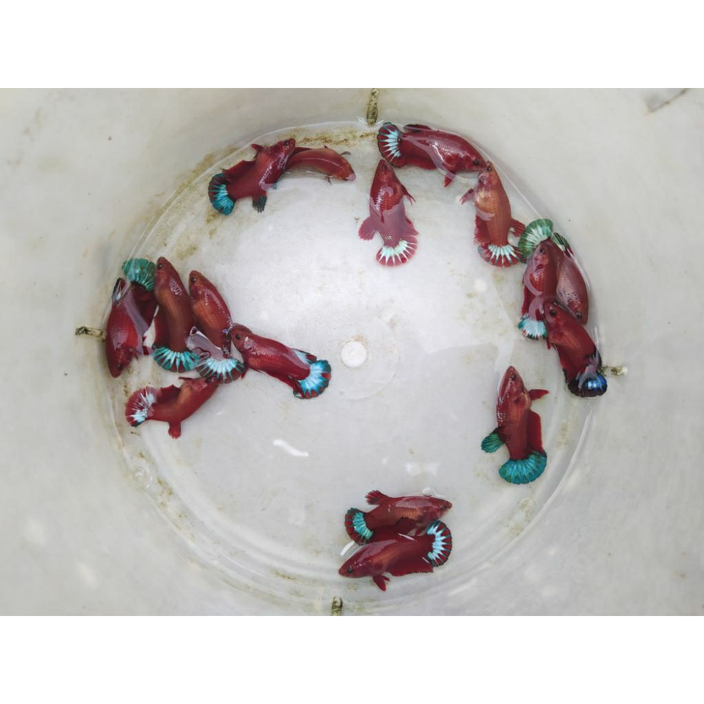 plakat betina hellboy full telur genetik terjamin