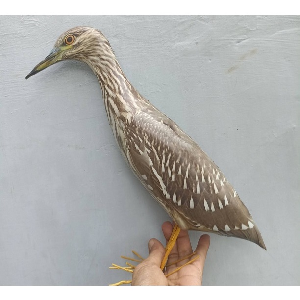 PATUNG BURUNG GOAK TOTOL JONTROT MANUK KOAK DEKORASI TAMAN BURUNG GOAK MIRIP ASLI TAHAN PENYOK BONEK