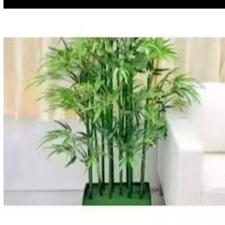 Bambu jepang bambu cendani bambu hias