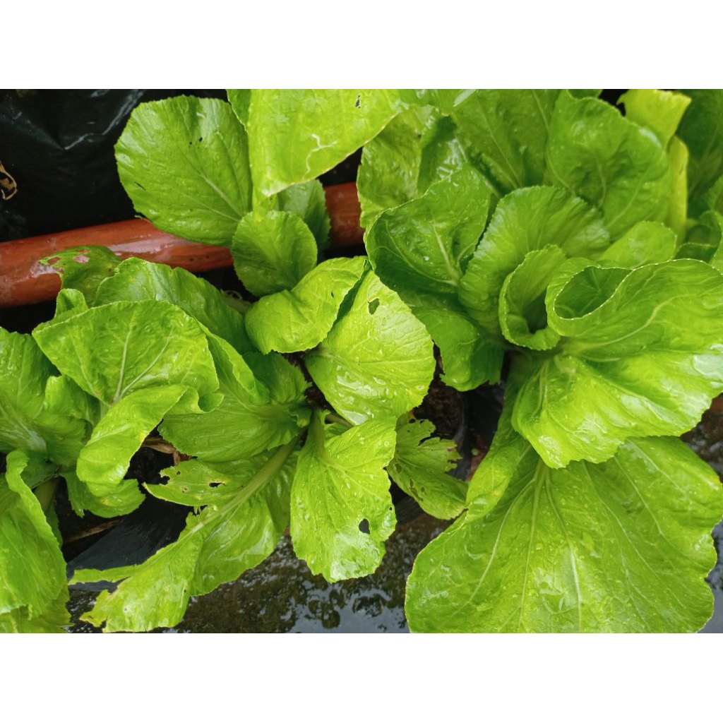 Sayur Sawi putih / Jabung pahit segar