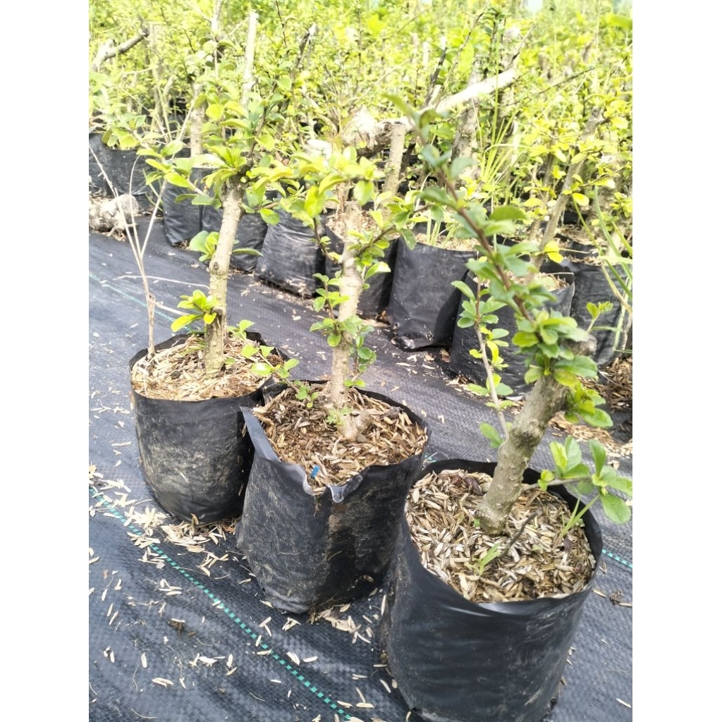 BIBIT BONSAI HOKIANTEA BUNGA - SEHAT & SUBUR