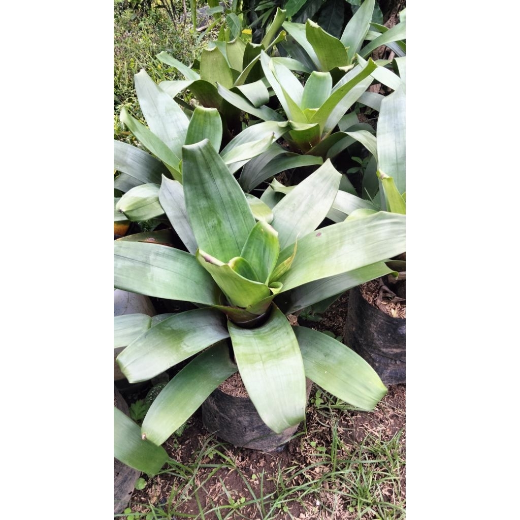 bromelia giant hijau besar.