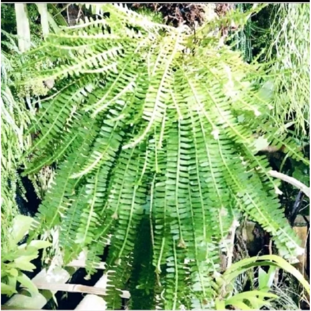 Anggrek Kaki Seribu Super Rimbun | Anggrek Unik Gantung & Tempel | Tanaman Hias Hidup