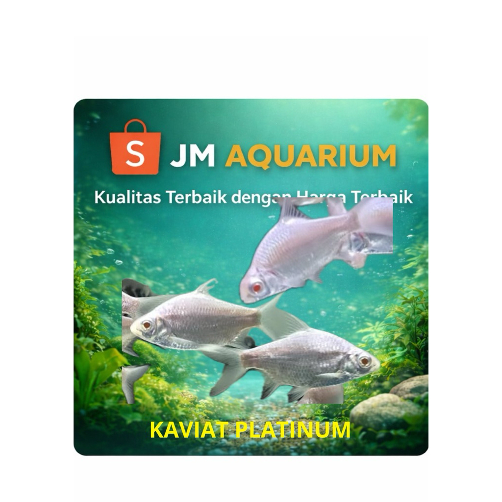 (INSTAN)ikan kaviat platinum mata merah size 9-10cm