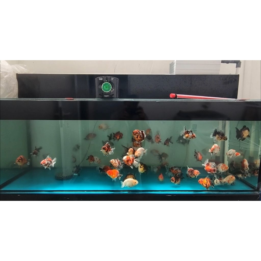 Ikan Mas Koki Oranda Panda