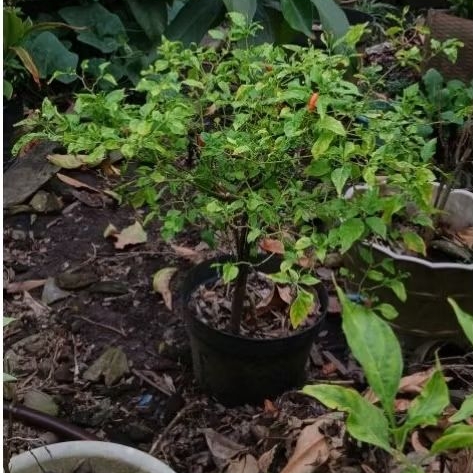 Tanaman pohon cabe rawit besar berakar berbuah