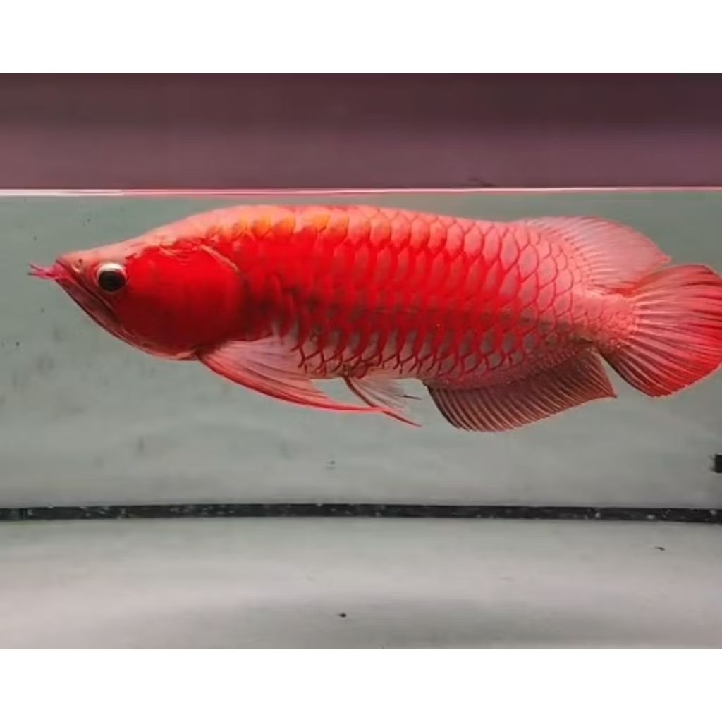 arwana super red sumo otw ngeblok