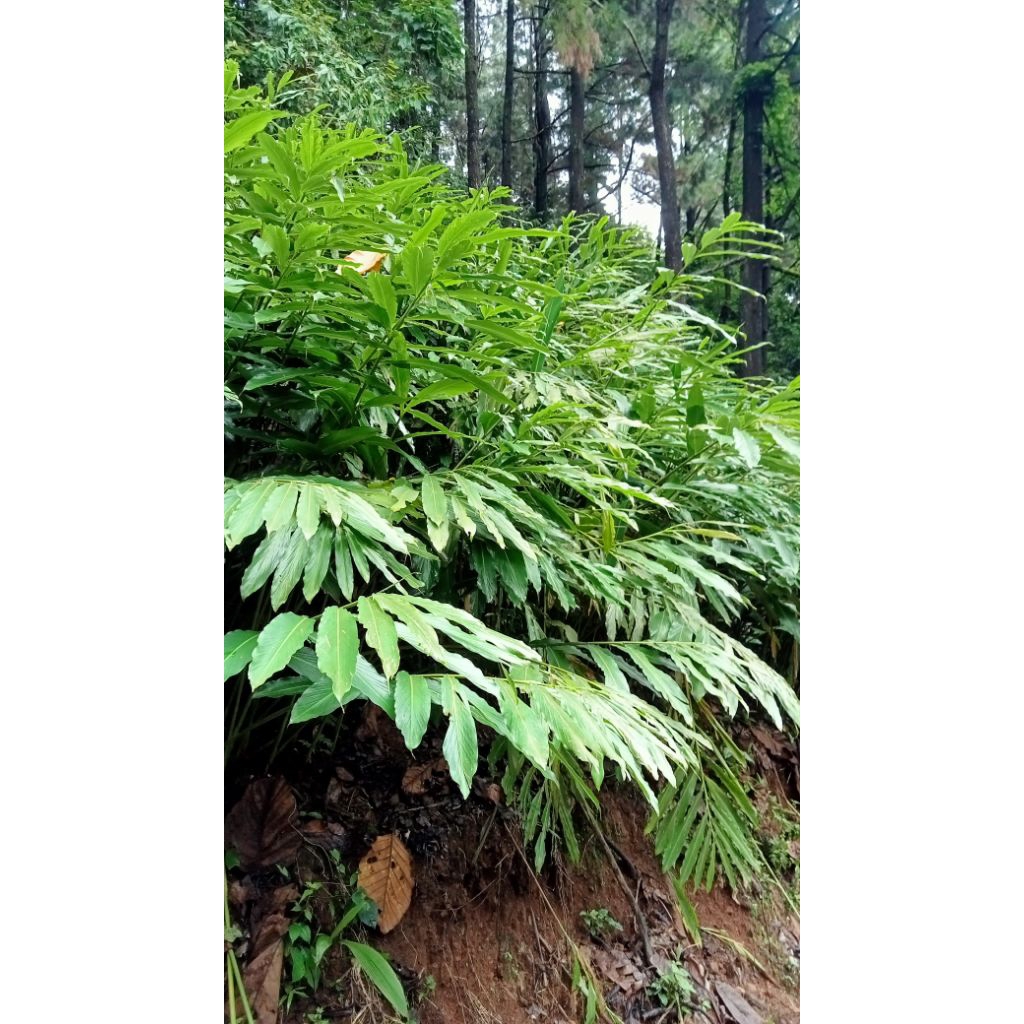 Bibit Kapulaga Super Hibrida |Kapulogo lokal Pekalongan/Asli/(20 batang)