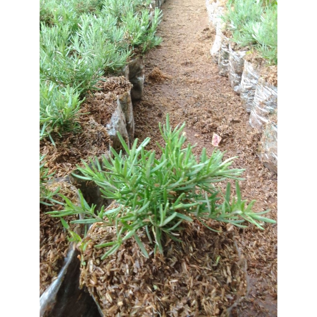 Bibit Tanaman Rosemary pohon Rosemary untuk bumbu masakan