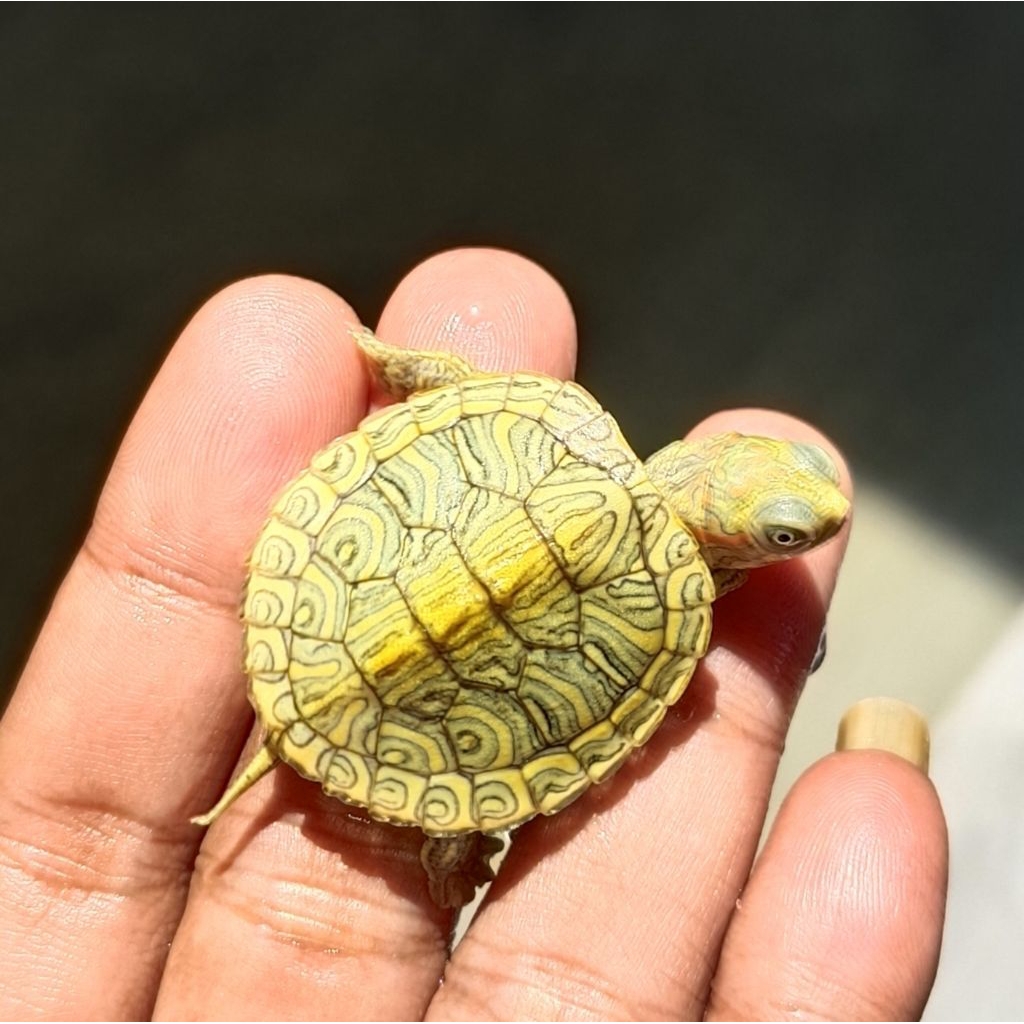 hiasan kura kura air res brazil clown