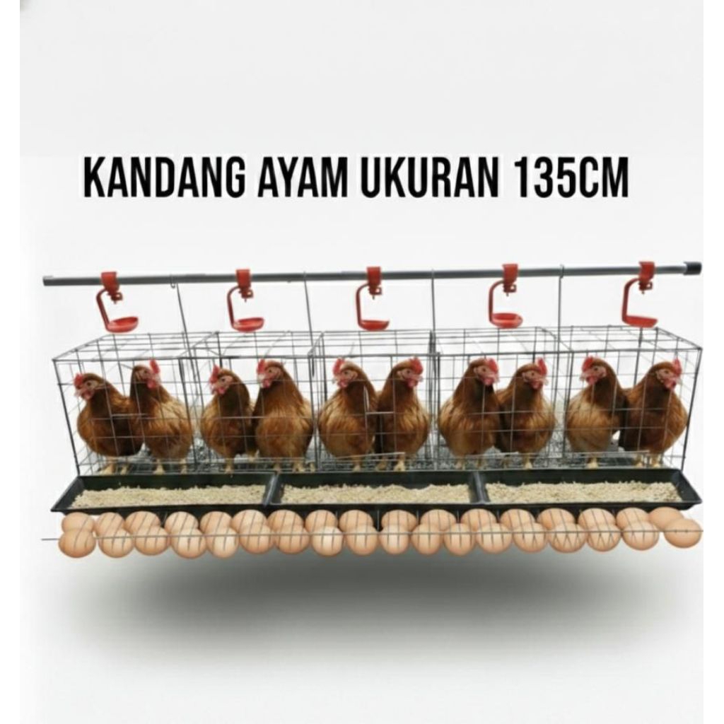kandang ayam petelur