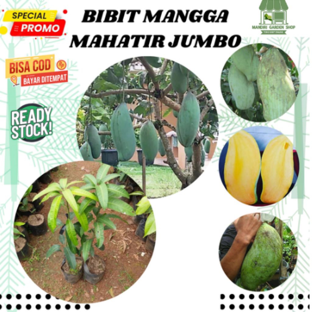 bibit mangga mahatir super jumbo
