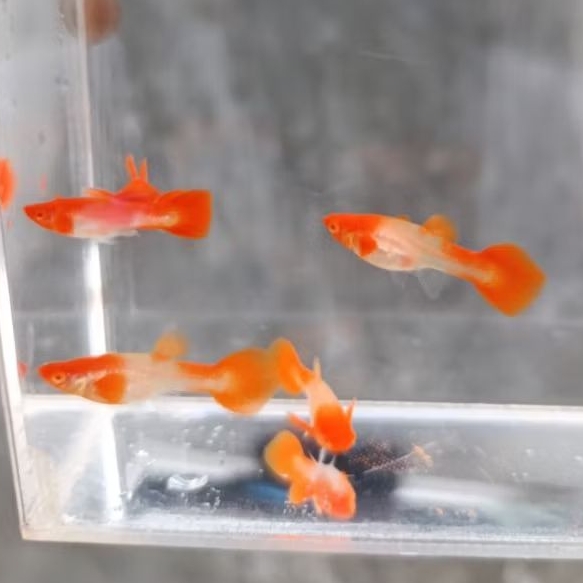 pembersih lantai ikan guppy ALBINO KOI RED EAR