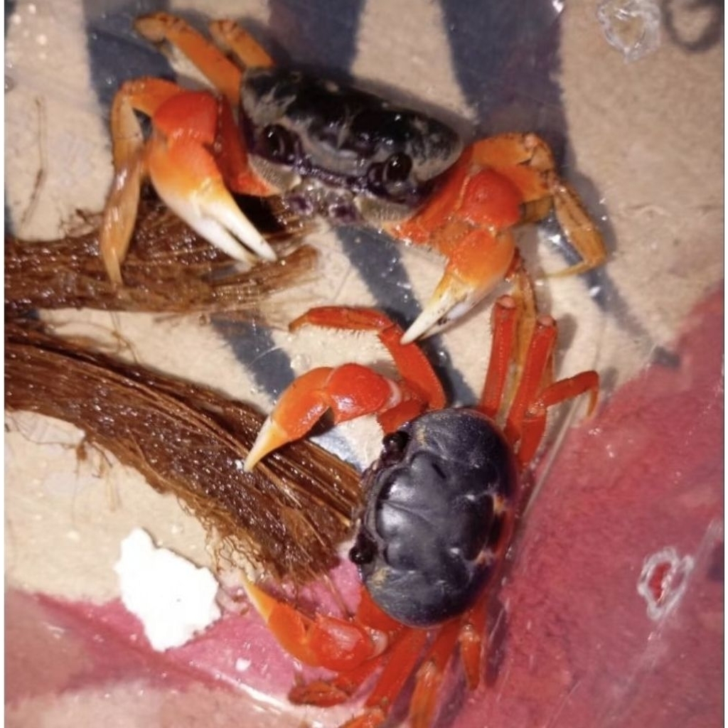 Mainan Kepiting Darat Air Tawar Lalandi - Magnum