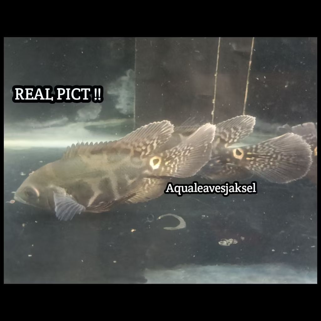 ikan oscar tiger slayer / longfin