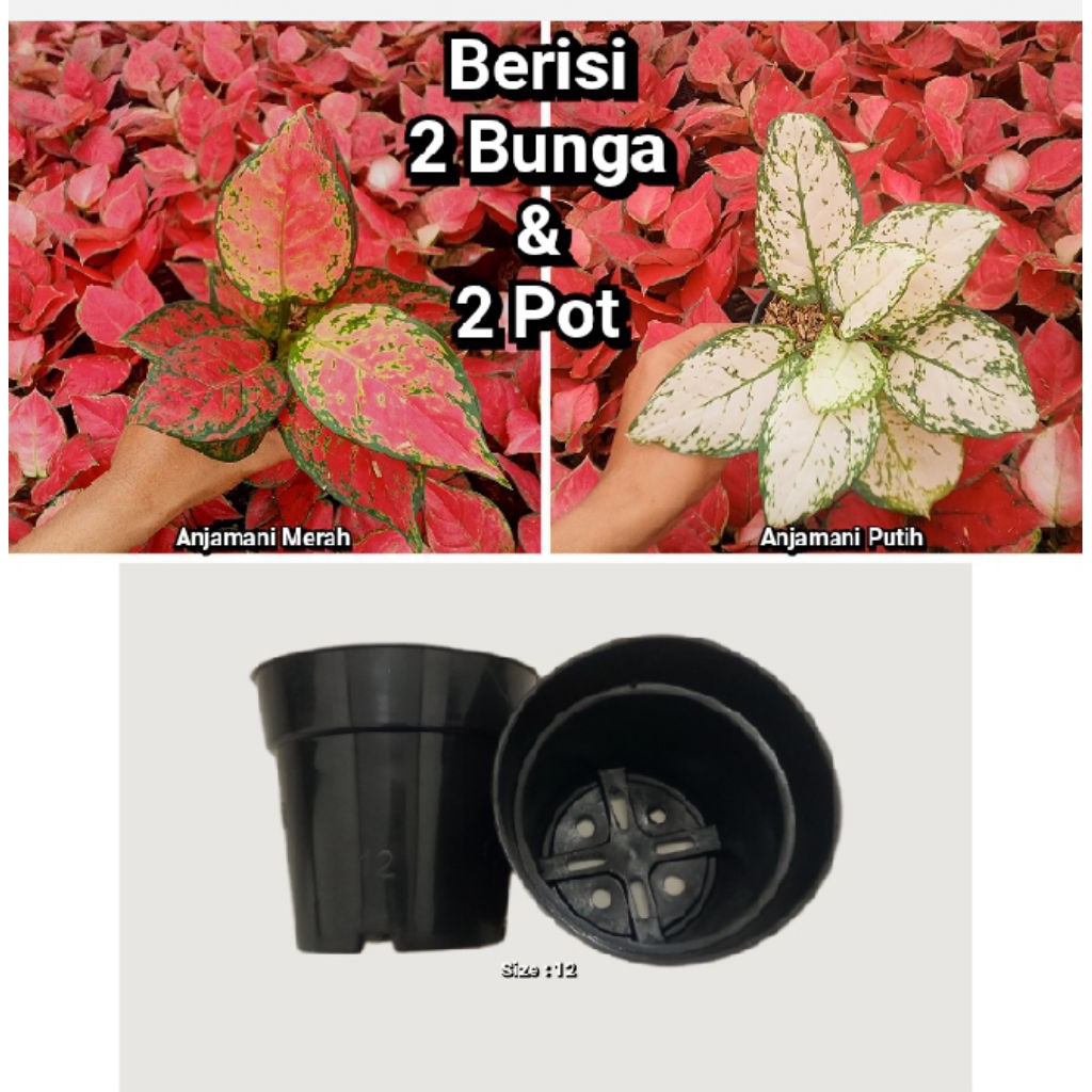 bunga aglonema  Red anjamani & white anjamani - tanaman hias daun