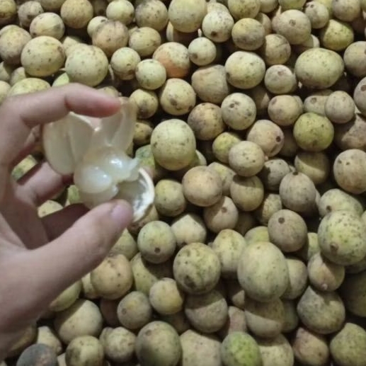 DUKUH LOKAL MANIS UKURAN SUPER PREMIUM