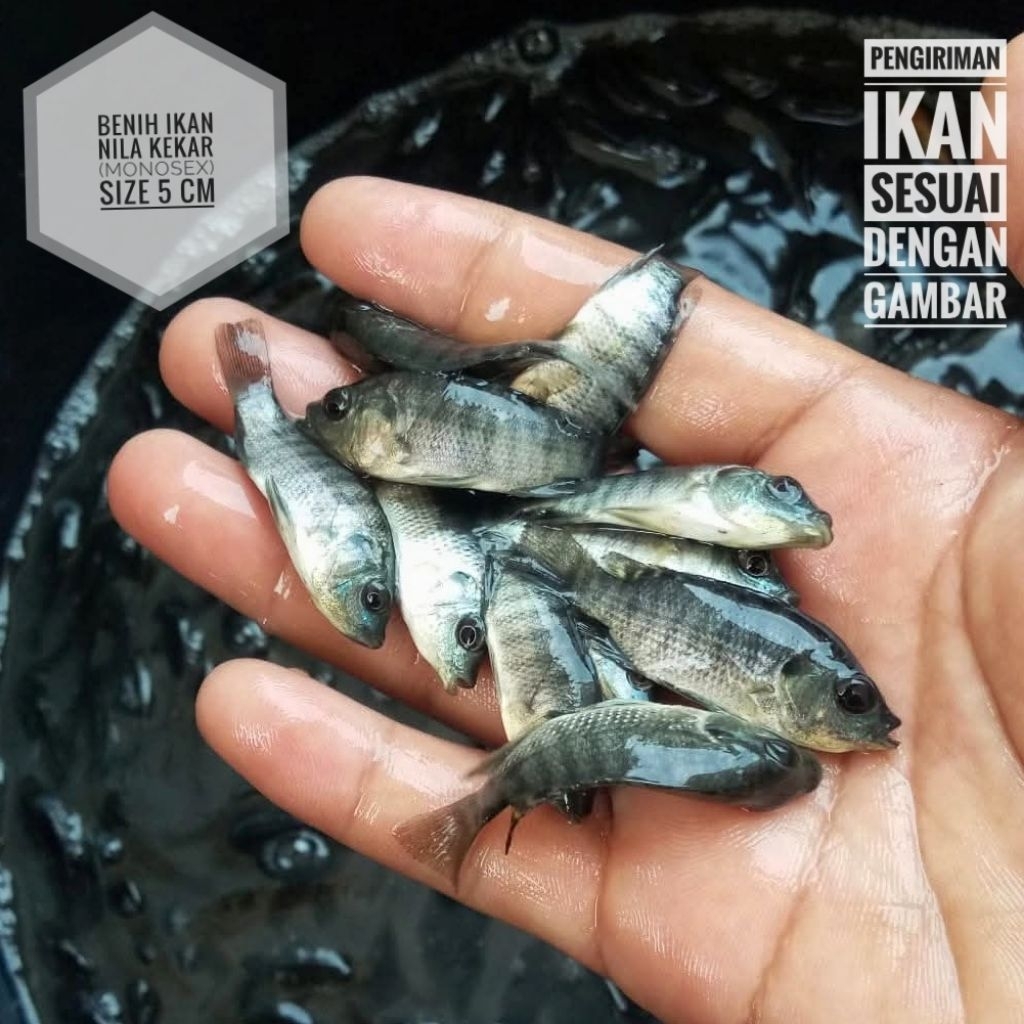 Benih ikan nila kekar (monosex) Size 5 cm + bonus pakan