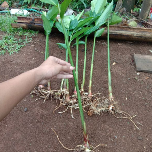 (berdaun utuh tanpa pangkas)bibit kapulaga hibrida - benih kapulaga - bibit rempah