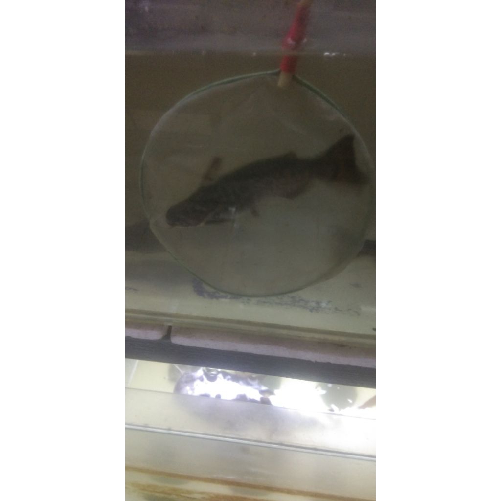 COLOMBIA CATFISH UKURAN 8-10 CM