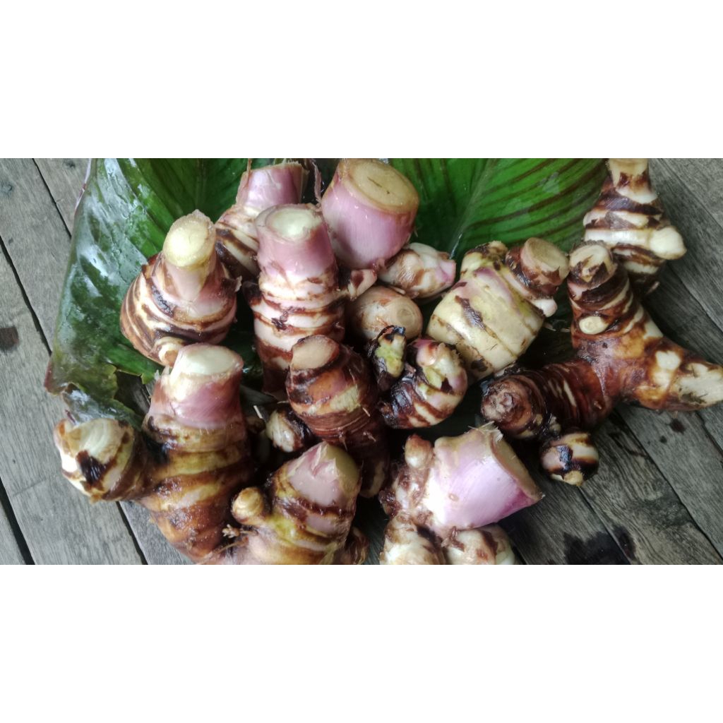 Umbi Ganyong Muria1kg - Segar  Langsung dari Kebun