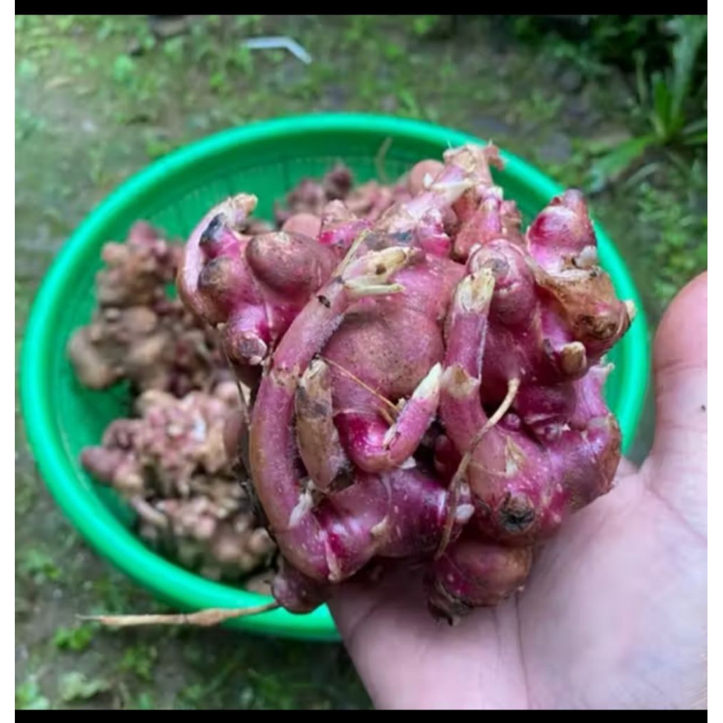 rimpang /bibit ubi yakon asli Wonosobo siap tanam 100gr