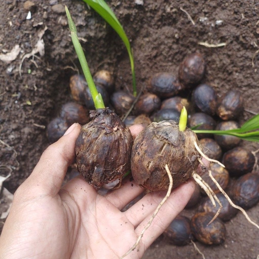 kecambah buah pinang untuk bibit unggul