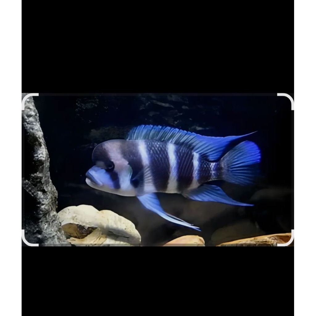 cichlid frontosa burundi