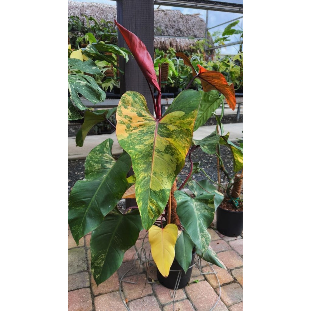 philodendron strawberry shake