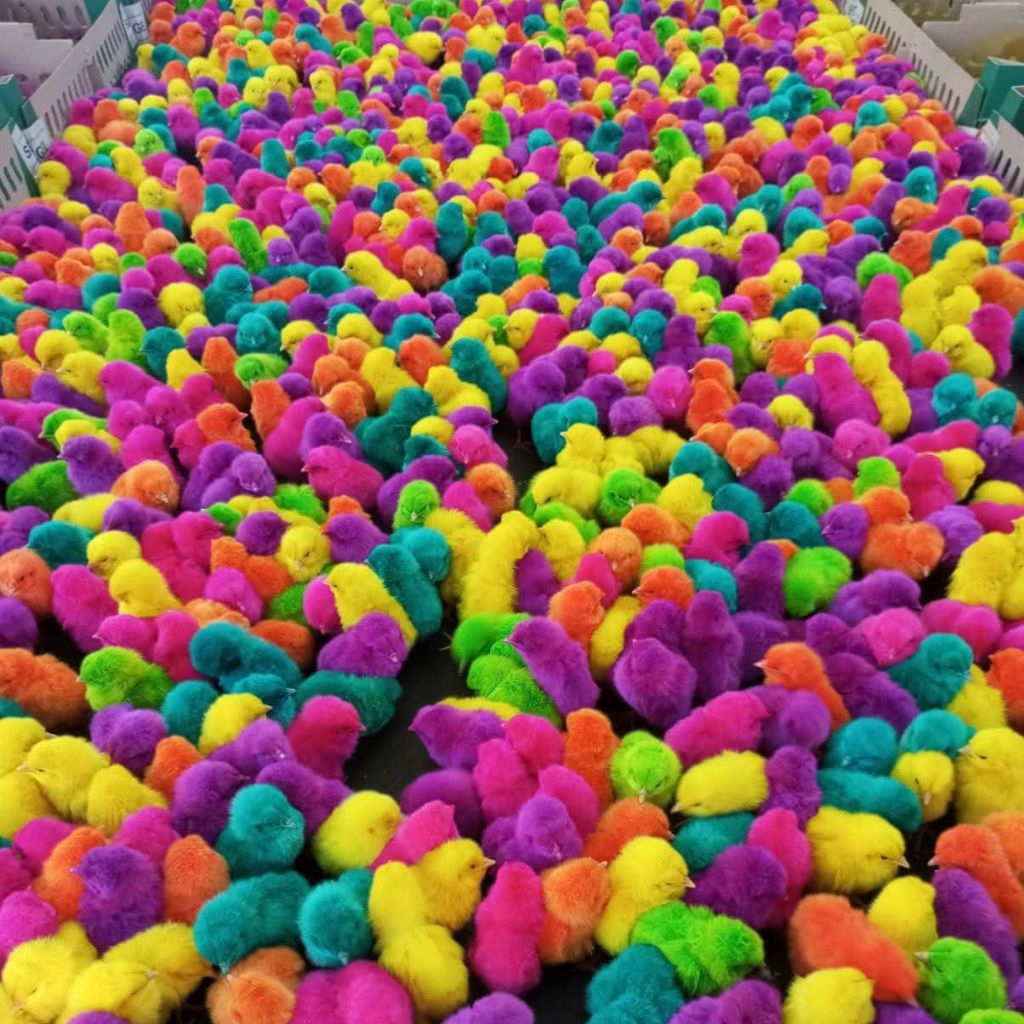 Anak Ayam Warna Warni - Doc Ayam Pelangi Hidup