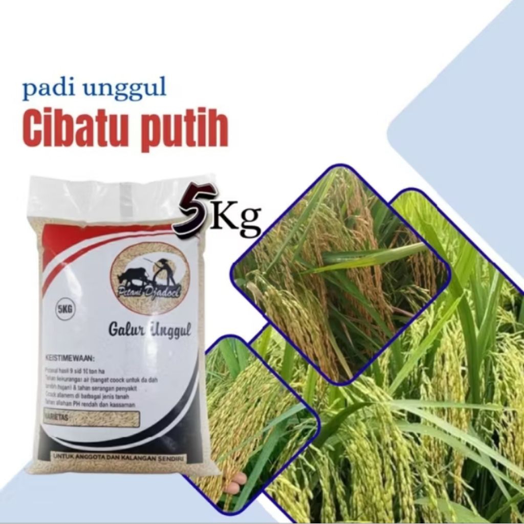 Benih padi unggul Cibatu putih 5 kg