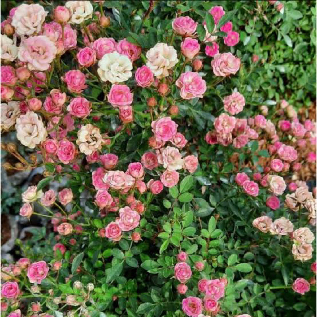 Tanaman Hias Baby Rose-Baby Rose-Tanaman Outdoor-TERMURAH