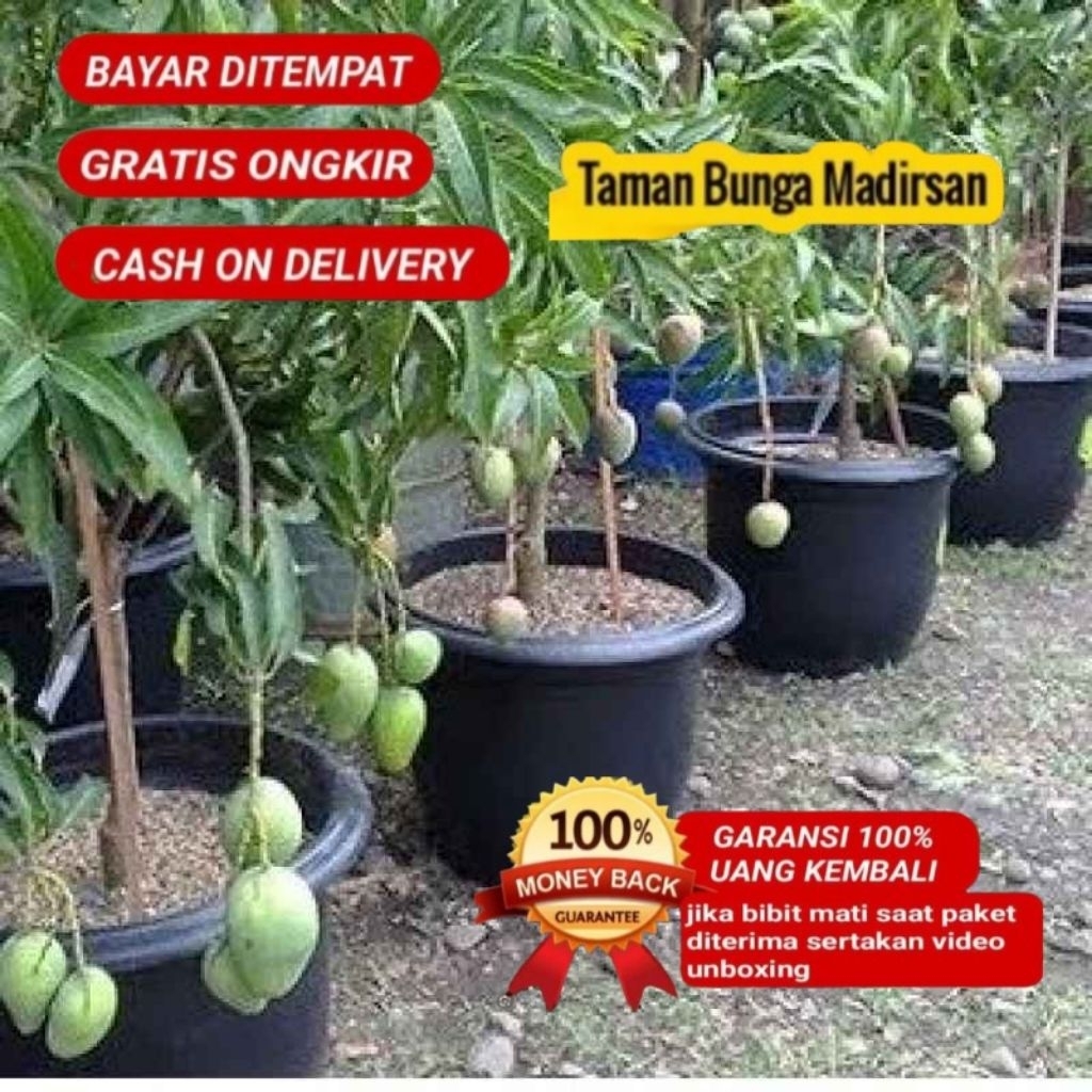 Bibit Mangga Lokmay Sudah Berbunga Tinggi 1-2 Meter