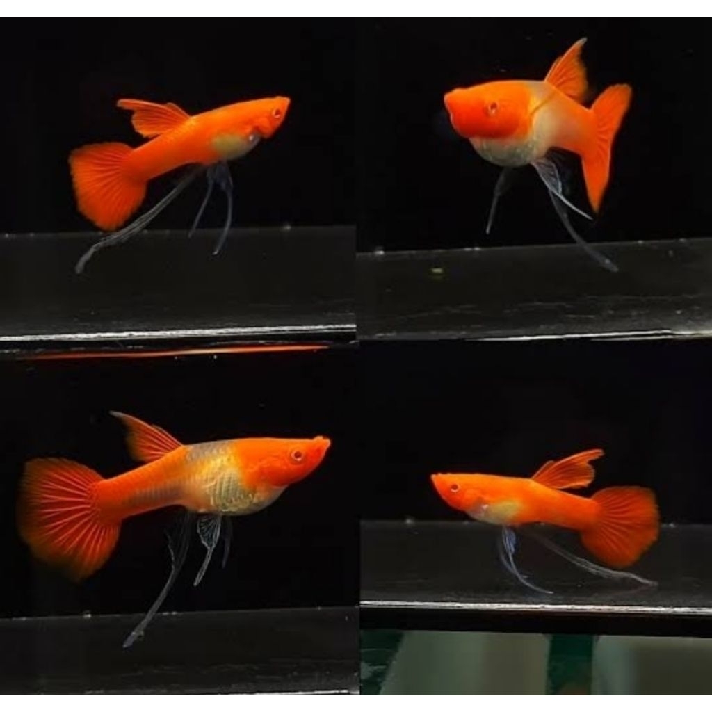 Aksesoris Aquarium Albino Koi Ribbon SharkFinC Jantan Normal Betina Ribbon Hiasan Aquascape |Ikan Hi