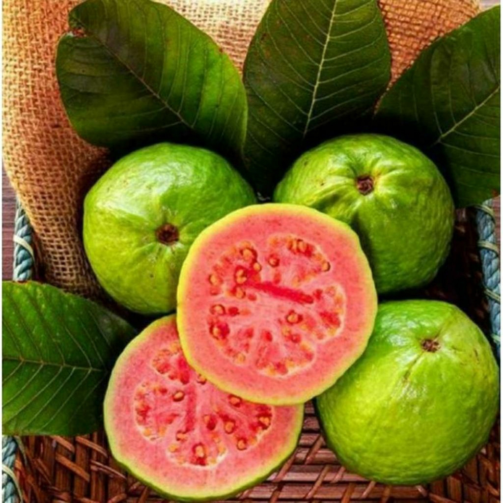 JAMBU BIJI MERAH 1KG FRESH JAMBU KRISTAL MERAH