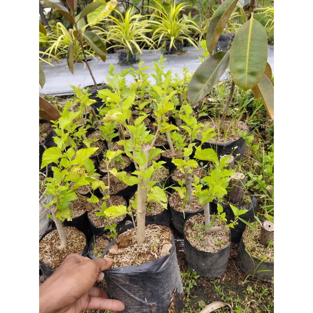Bahan bonsai murbei/bonsai buah murbei/murbei murah meriah
