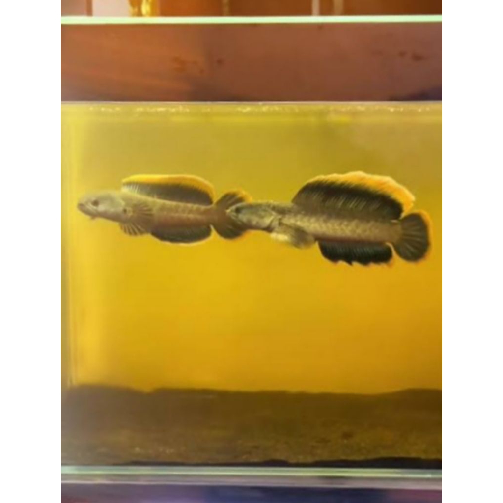 Limbata hf x slayer calon pair gondrong size 3/4 cm (3 ekor)