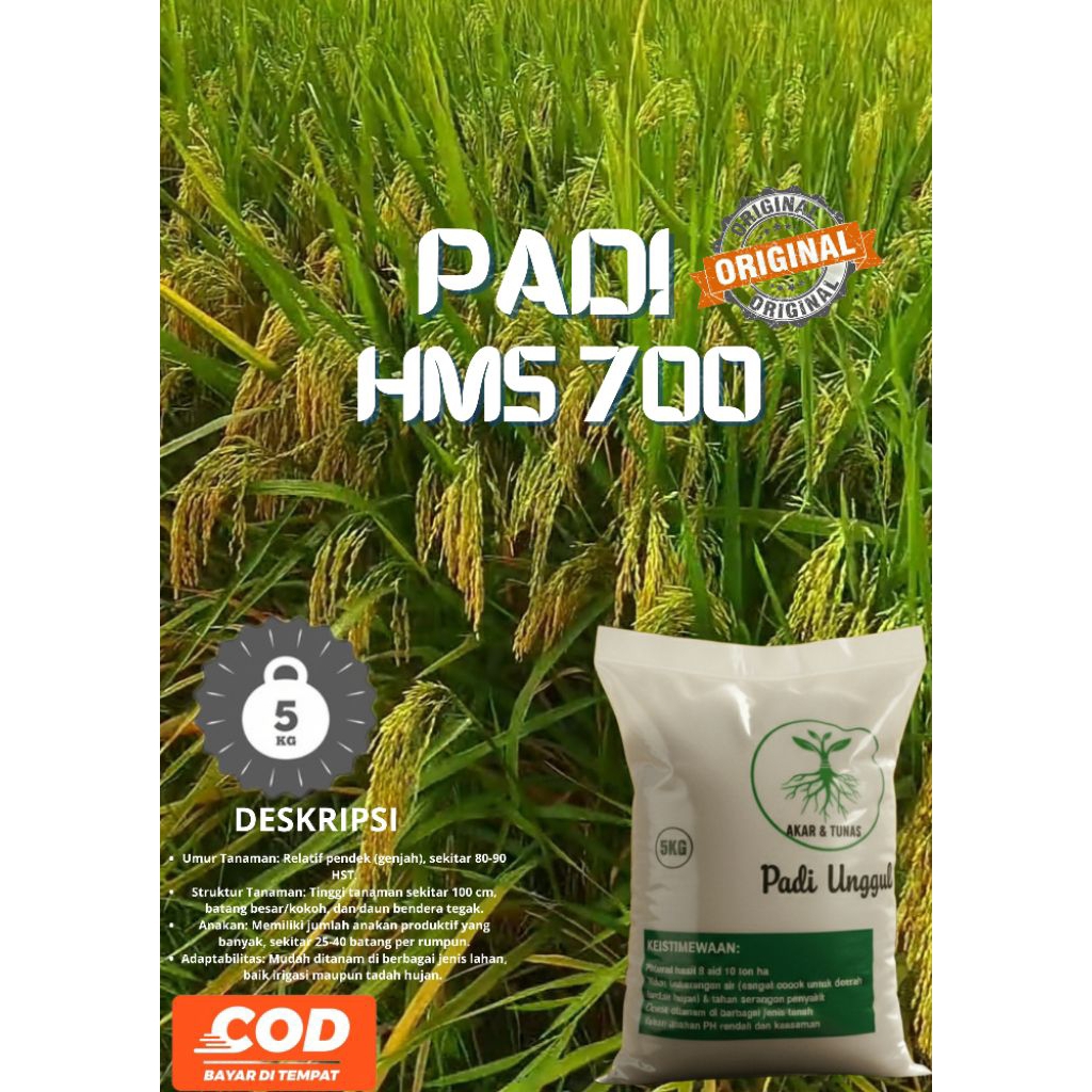 Bibit padi HMS 700 Original kemasan 5kg
