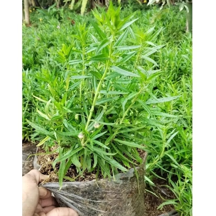 Tanaman Hias Bunga Lavender Besar Dan Rimbun - Tanaman Hias Pengusir Nyamuk