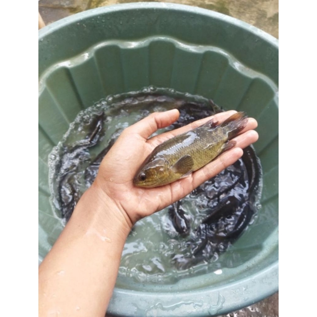 indukan ikan betok papuyu berkualitas 1 pasang