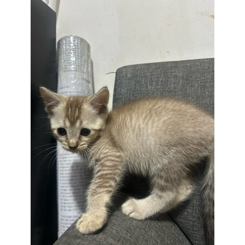 Anak Kucing BSH Mix Bengal Warna Cream Abu – Kondisi Baik