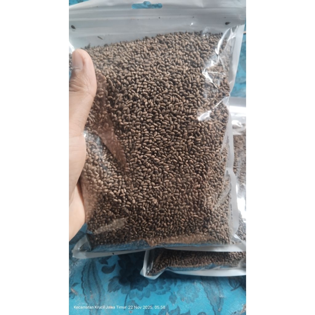 biji balsa putih super unggul f1 ±1.000 biji