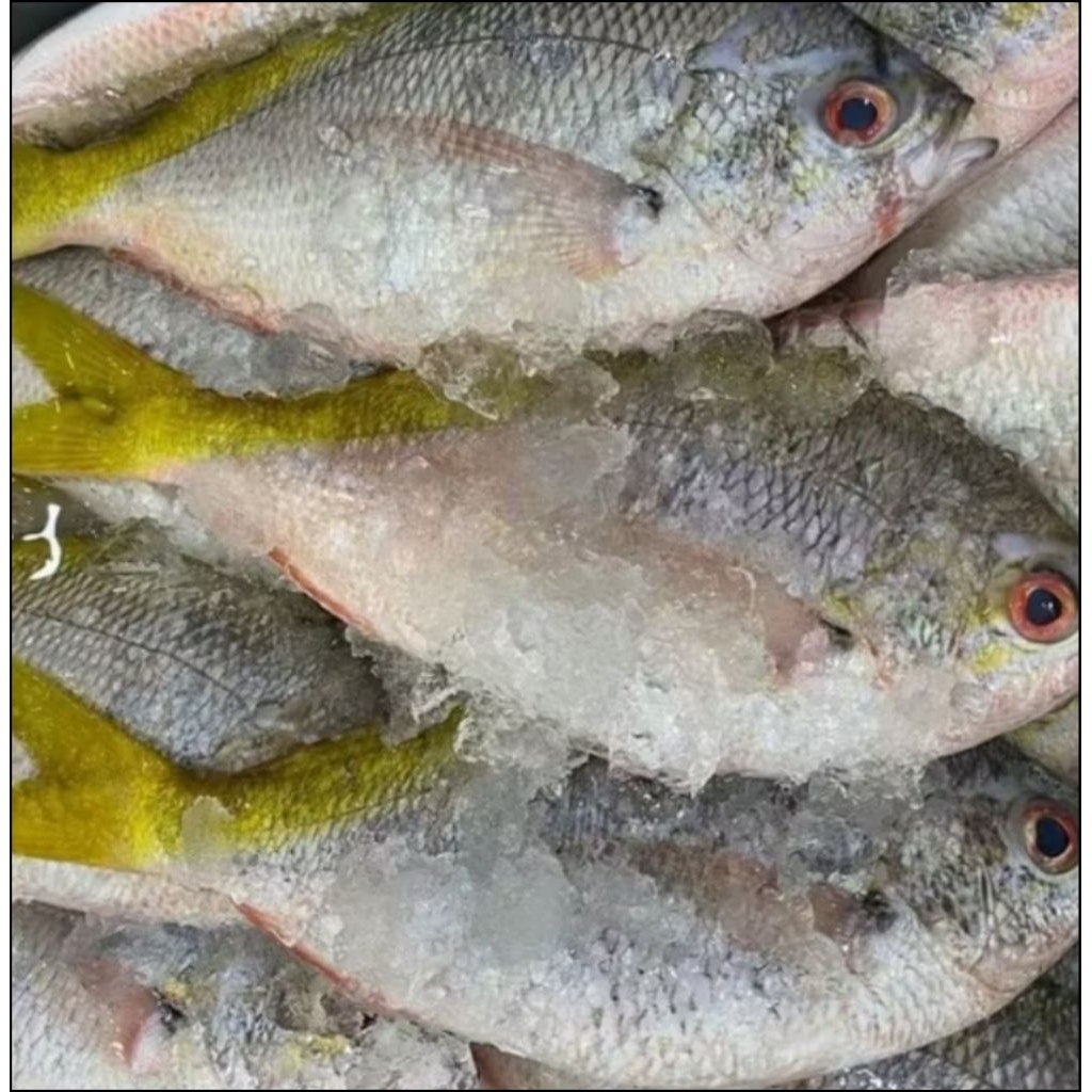 IKAN KAKAP EKOR KUNING SEGER 1KG