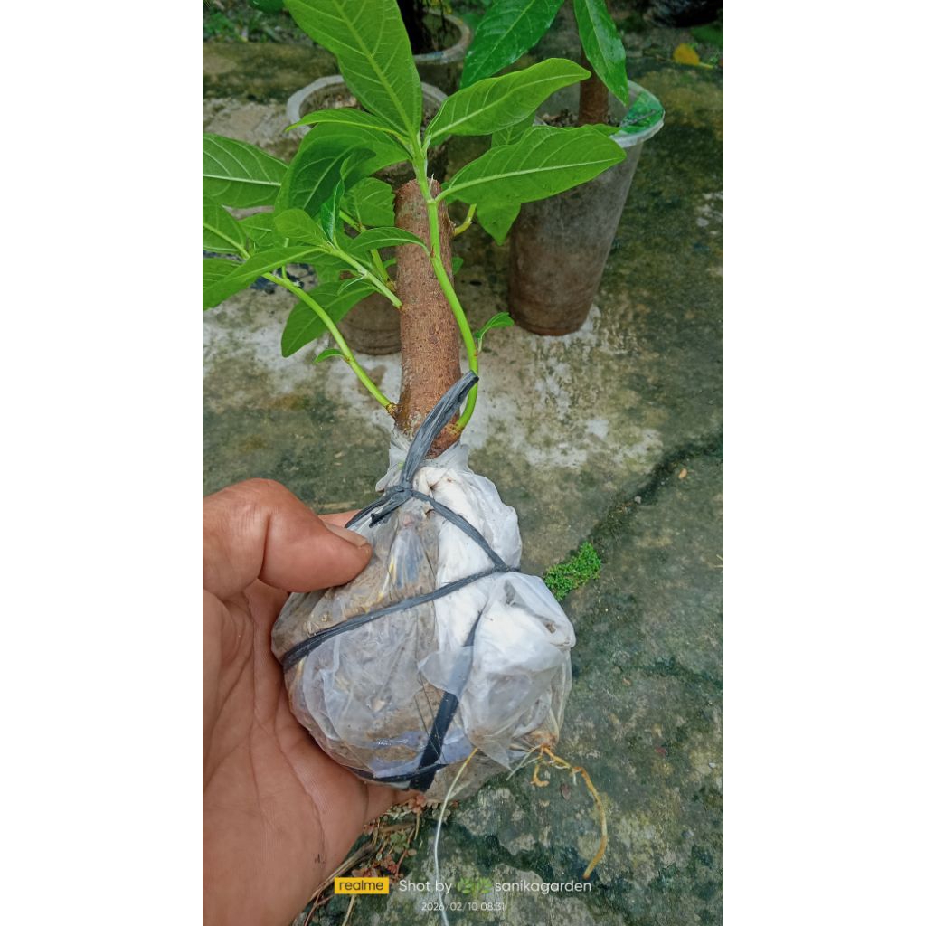 LOA BAHAN BONSAI